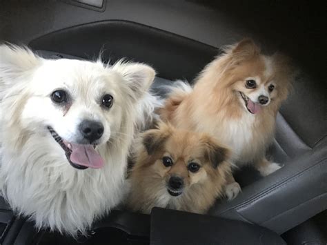 Paws 4 A Cure is an all-volunteer 501(c)(3) nonprofit organization that ...