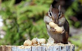 Image result for Mammals Piuctures