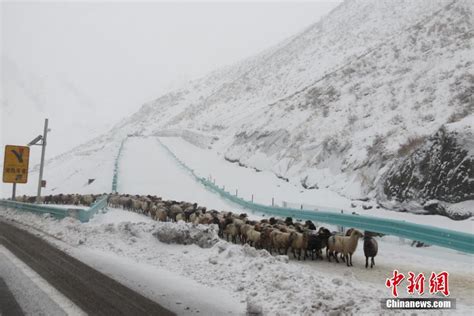 新疆伊犁暴雪持续 牧民冒雪转场-新闻中心-温州网