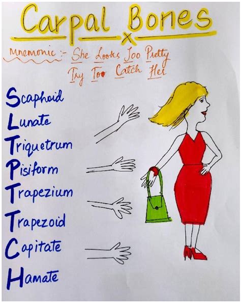 Carpal Bones Mnemonic – She Looks Too Pretty, Try To Catch Her