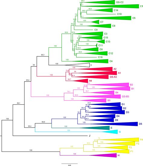 Frontiers | Comprehensive Analysis of Clinically Significant Hepatitis B Virus Mutations in ...