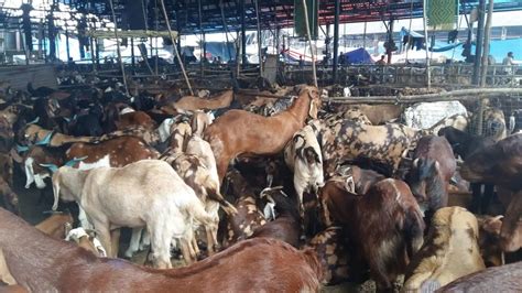 Mumbai: Gross violation of norms at Deonar abattoir, alleges PETA