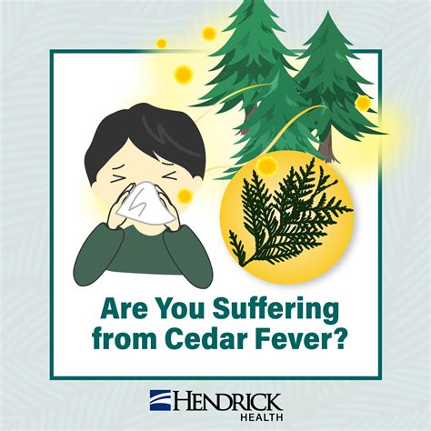 Cedar Fever: Winter’s Unexpected Allergy