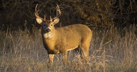 Deer Feeding Times (chart + best times to hunt) - World Deer