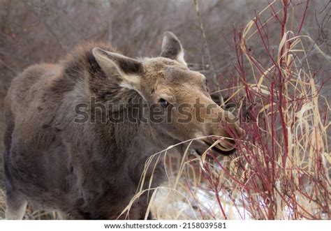 Browsing Animals 的图像结果
