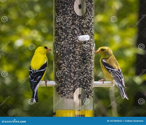 American Goldfinches on a Bird Feeder Stock Photo - Image of food, wing ...
