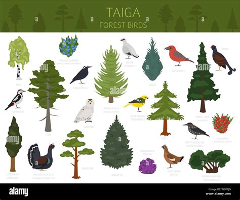 Taiga Biome Plants