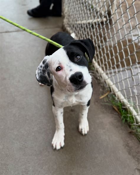 Stanislaus Animal Services Agency | Just a handful of the puppies you ...