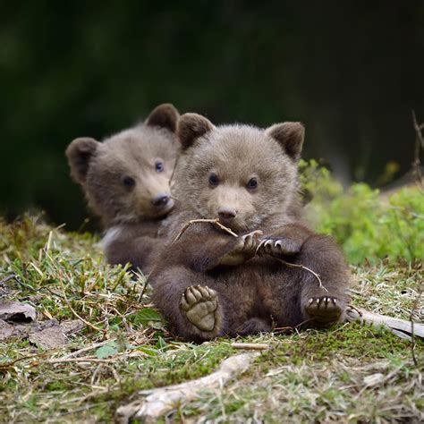 Brown Bear Newborn Cubs