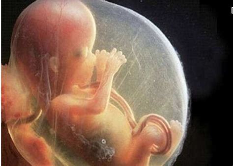 组图了解胎儿在子宫中的生长过程，生命太奇妙了！准爸妈们看看_小宝宝