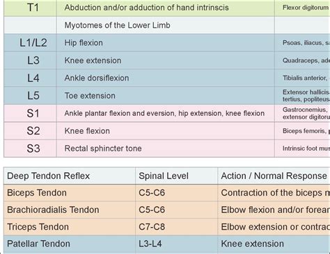 Dermatome Chart Lower Extremity