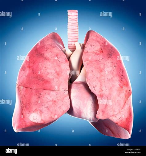 Human lungs heart and trachea hi-res stock photography and images - Alamy