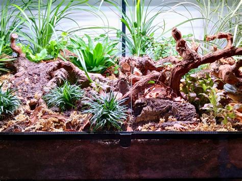 Naturalistic corn snake cage setup | Corn snake, Snake enclosure, Pet snake