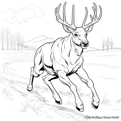 Big Buck Coloring Pages - Free & Printable!
