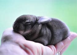 Image result for Baby Bunny in Real Life