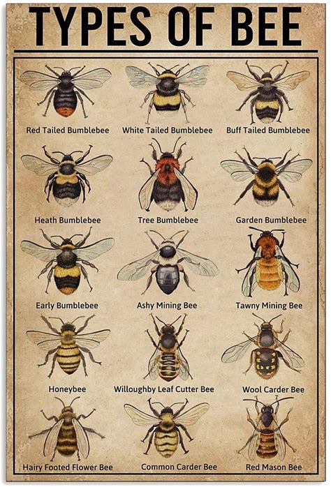Image result for Bee Coding Java