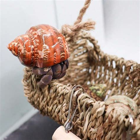 Cozioz Wooden Hermit Crab Hideout With Ladder And Climbing Bridge ...