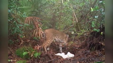 Image result for Python Swallows Bobcat