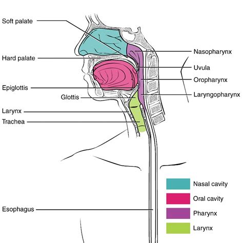 Pharynx Larynx