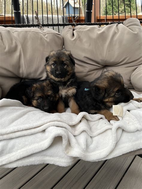 German Shepherd Puppies For Sale | Puyallup, WA #507796