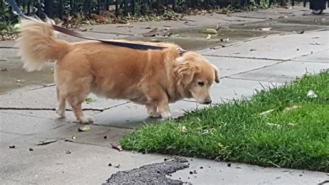 Golden Retriever Cross Corgi