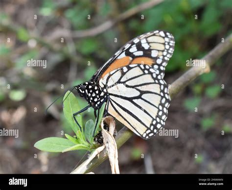 Do Butterflies Lay Eggs On Swamp Milkweed at Mackenzie Balfour blog