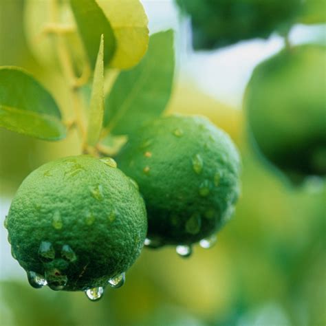 Do Limes Have Seeds? – The Natural Spot