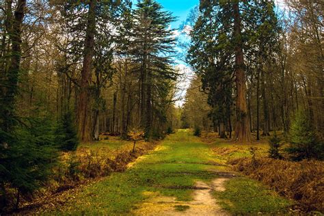 10 Best Things to Do in New Forest National Park - Discover the Top ...