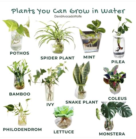 Pin by Lindsey Davis on Plants. | Plants grown in water, Water plants ...