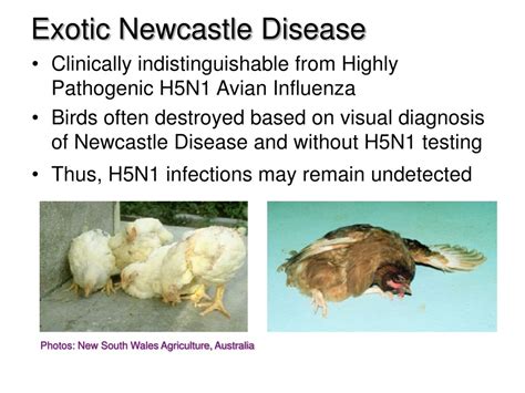 PPT - Newcastle Disease PowerPoint Presentation, free download - ID:9142545