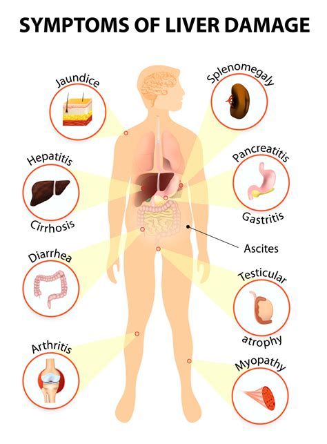 Liver Damage : Types, Symptoms, Causes, and Treatments