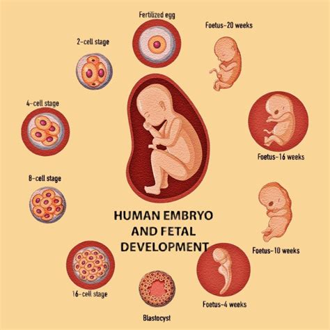 Smart Doctor | 🌱 Human Fetal Development: The stages of fetal ...