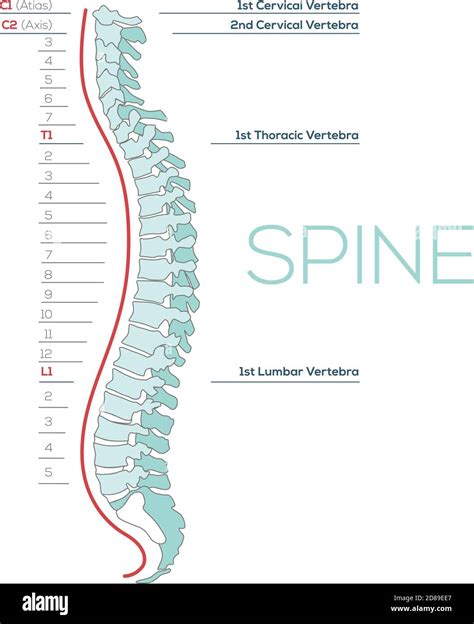 Vector Medical illustration of the Spine, diagram of the human spinal column, vertebral sections ...