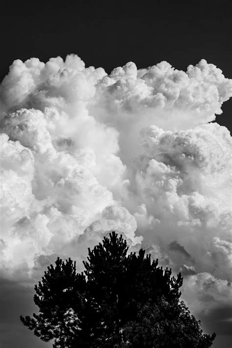 Download wallpaper 800x1200 trees, clouds, sky, bw iphone 4s/4 for ...