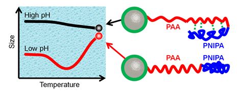 Conformation Study of Dual Stimuli-Responsive Core-Shell Diblock ...