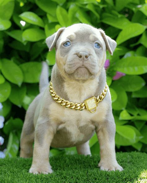 American Bully XL puppies - BK Bullies