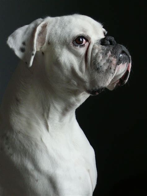 white boxer | Boxers | Boxer dogs, Boxer puppies, Boxer dog puppy