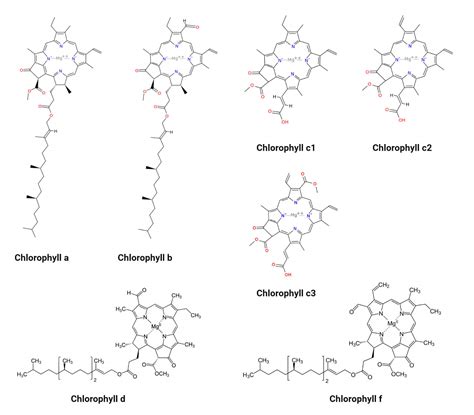 Chlorophyll Structure
