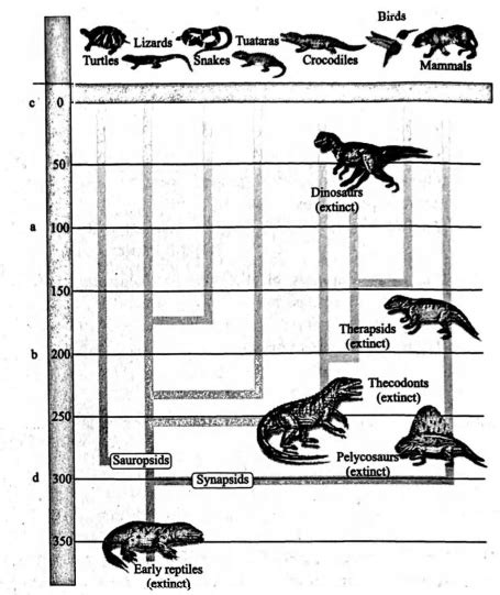 Here is given the diagrammatic representation of evolutionary history ...