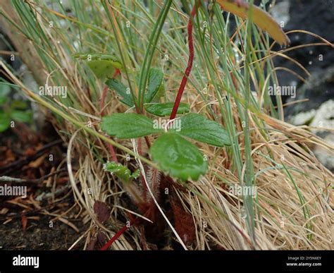 beach strawberry (Fragaria chiloensis) Plantae Stock Photo - Alamy