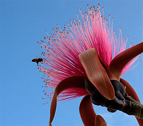 Bombax - JungleKey.in Image