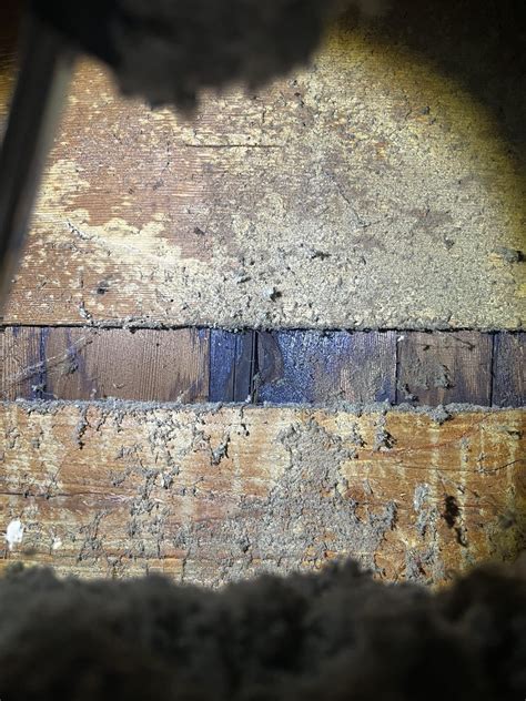 Mold in Attic? : r/Mold