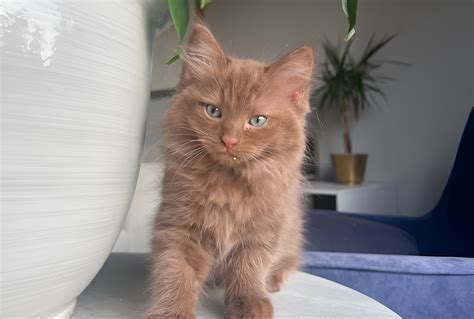 Cinnamon Ragdoll Cat – Traits, Cost & Care (Guide 2025)