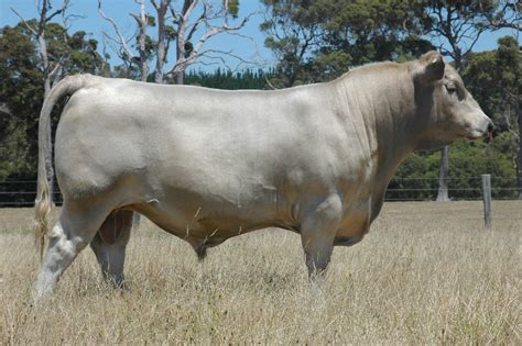 American Brown Swiss Cow Breeds: 51 Pics