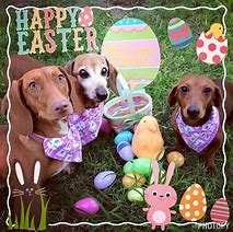 Image result for Easter Dog Pics