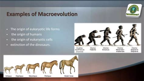 Pattern of evolution | PPTX