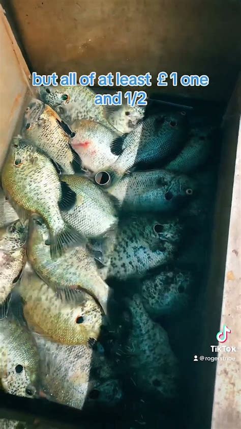 Image result for Shellcracker Fishing 2014