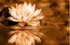 fior di loto significato significato fiore di loto scoprilo con blogpositivo fior di loto significato significato fiore di loto scoprilo con blogpositivo