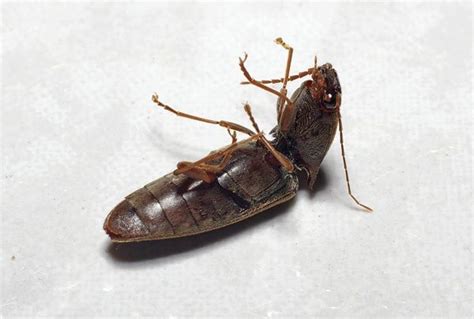 Click Beetle Native to South Carolina? Find Out