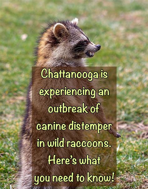 Canine Distemper in Raccoons: What You Need to Know - For Fox Sake ...